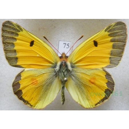 Colias croceus (Geoffroy, 1785) male Szlaczkoń sylwetnik Czech75